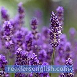 lavender Urdu meaning