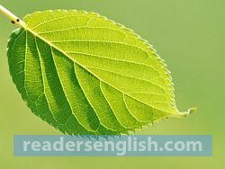 leaf Urdu meaning