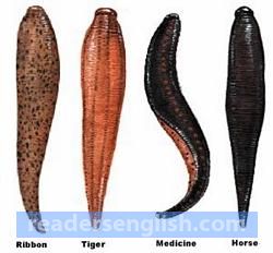 leech Urdu meaning