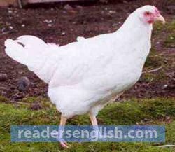 leghorn Urdu meaning