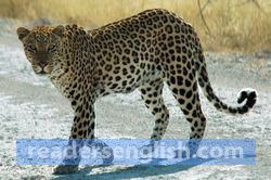 leopard Urdu meaning