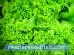 lettuce Urdu meaning