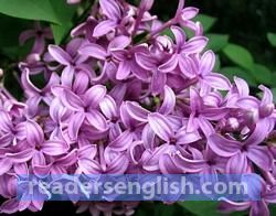 lilac Urdu meaning