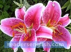 lily Urdu meaning