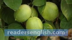 lime Urdu meaning