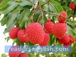 litchi Urdu meaning