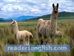 llama Urdu meaning