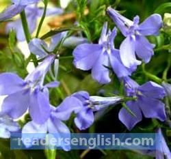 lobelia Urdu meaning