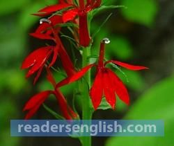 lobelia Urdu meaning