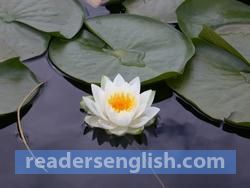 Lotus Urdu meaning
