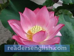 Lotus Urdu meaning