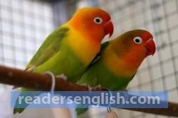 lovebird Urdu meaning