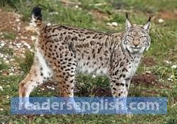 lynx Urdu meaning