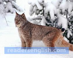 lynx Urdu meaning