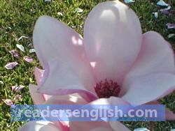 magnolia Urdu meaning