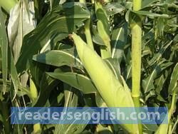 maize Urdu meaning