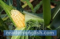 maize Urdu meaning