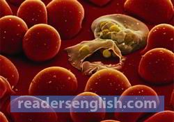 malaria Urdu meaning