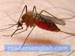 malaria Urdu meaning