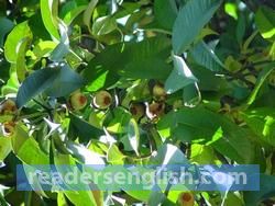 mangosteen Urdu meaning