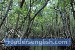 mangrove Urdu meaning