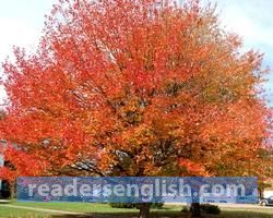 maple Urdu meaning