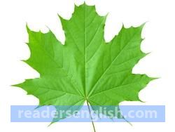 maple Urdu meaning