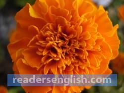 marigold Urdu meaning