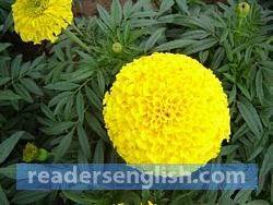 marigold Urdu meaning