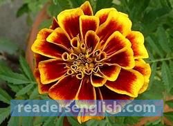 marigold Urdu meaning