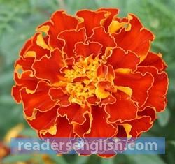 marigold Urdu meaning