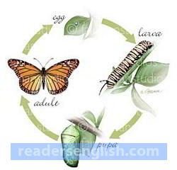 metamorphosis Urdu meaning