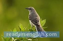 mockingbird Urdu meaning