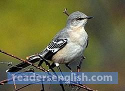 mockingbird Urdu meaning