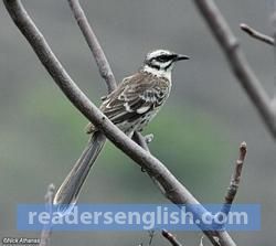 mockingbird Urdu meaning