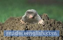 molehill Urdu meaning