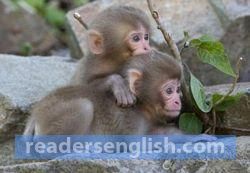 monkey Urdu meaning