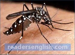 mosquito Urdu meaning