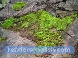 moss Urdu meaning