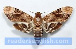 moth Urdu meaning