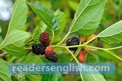 mulberry Urdu meaning