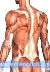 muscle Urdu meaning