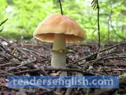 mushroom Urdu meaning