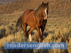 mustang Urdu meaning