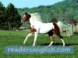 mustang Urdu meaning