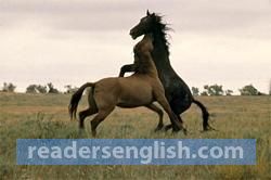 mustang Urdu meaning