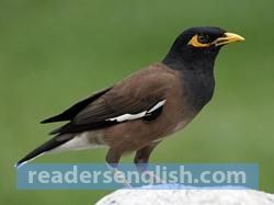 myna Urdu meaning