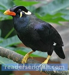 myna Urdu meaning