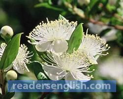 myrtle Urdu meaning