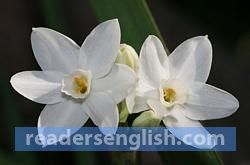 Narcissus Urdu meaning